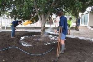 Landscaping Tree Transplanting